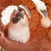 image:imagePAWZ Road 30 Inches AllinOne Cat Tree Bundle with Leopard Cat Tunnel