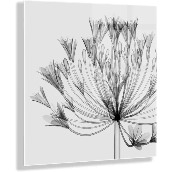 imageKate and Laurel Bell Agapanthus XRay Floral Black and White Acrylic Art by The Creative Bunch Studio 23x23 Decorative Modern Flower Print for Wall