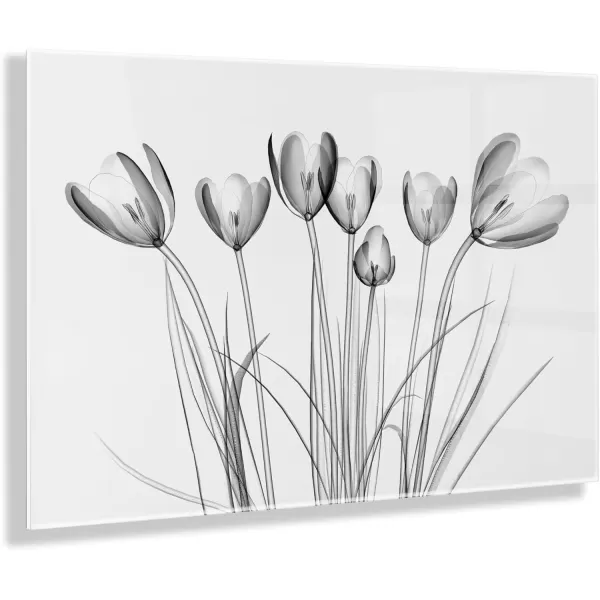 imageKate and Laurel Crocus X Ray Floral Floating Acrylic Art by The Creative Bunch Studio 23x31 Decorative Flower Art Print for Wall