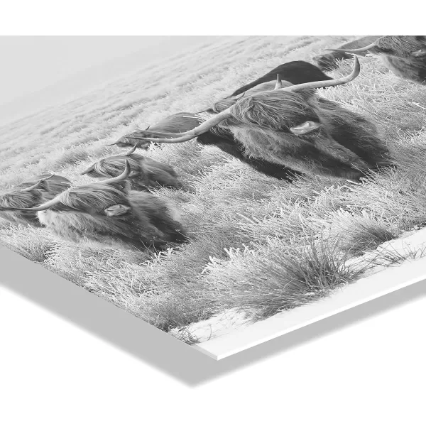 imageKate and Laurel x The Creative Bunch Studio Collaboration Titled Herd of Highland Cows Floating Acrylic Art 23x31 Decorative Black and White Animal Art for Wall