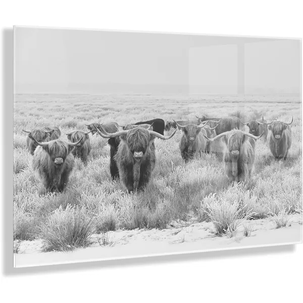 imageKate and Laurel x The Creative Bunch Studio Collaboration Titled Herd of Highland Cows Floating Acrylic Art 23x31 Decorative Black and White Animal Art for Wall