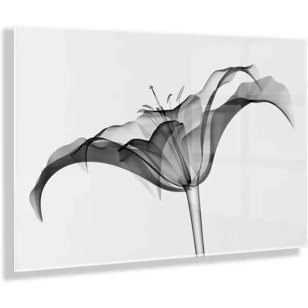 imageKate and Laurel Lily X Ray Floral Floating Acrylic Art by The Creative Bunch Studio 23x31 Decorative Black And White Flower Art for Wall