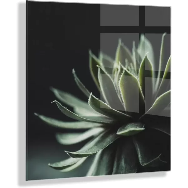 imageKate and Laurel Warrior Succulent Floating Acrylic Art by Emiko and Mark Franzen of F2Images 23x23 Decorative Botanical Art for Wall