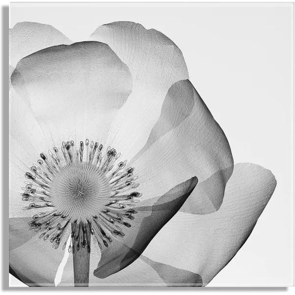 imageKate and Laurel x The Creative Bunch Studio Collaboration Poppy XRay Floral Modern Acrylic Art 23x23 Black and White Minimal Flower Art for Wall