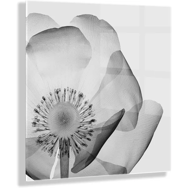 imageKate and Laurel x The Creative Bunch Studio Collaboration Poppy XRay Floral Modern Acrylic Art 23x23 Black and White Minimal Flower Art for Wall