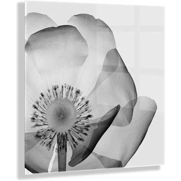 imageKate and Laurel x The Creative Bunch Studio Collaboration Poppy XRay Floral Modern Acrylic Art 23x23 Black and White Minimal Flower Art for Wall