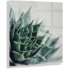 imageKate and Laurel Radical Succulent Floating Acrylic Art by Emiko and Mark Franzen of F2Images 23x23 Decorative Unique Succulent Art for Wall