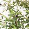 imageArtificial Olive Tree 9 Feet  Tall Faux Olive Tree 9ft 108in  Olive Trees Artificial Indoor with Natural Wood Trunk and Lifelike Fruits  Fake Olive Tree for Home House Decor Indoor