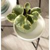 imageKate and Laurel Finn TriLevel Metal Plant Stand Bronze Decorative Hinged Tray Stand DisplayWhiteBlack