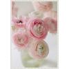 imageKate and Laurel Delicate Pink Ranunculus Flower Bouquet Framed Canvas Wall Art by Kristybee 23 x 33 Sylvie Beaded White Casual Transitional Flowers Still Life Art for Wall Decor Living Room