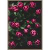 imageKate and Laurel Moody Dark Pink Tulips in Bloom Framed Canvas Wall Art by Patricia Rae 23 x 33 Sylvie Dark Gold Modern Contemporary Flowers Nature Art for Wall Decor Living Room Bedroom