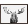 imageKate and Laurel Sylvie Moose Black and White Framed Canvas Wall Art by Amy Peterson Art Studio 23x33 Brown Modern Animal Portrait Art for WallBrown