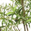 imageFaux Olive Tree 8ft  Olive Trees Artificial Indoor with Realistic Leaves and Olives  Tall Fake Olive Tree with Pot for Indoor Outdoor Office Home Decor8ft