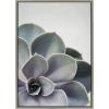 imageKate and Laurel Sylvie Succulent 5 Framed Canvas by F2 Images 18x24 GrayGrey