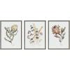 imageKate and Laurel Sylvie Wild Banksia Wild Salvia and Wild King Protea Framed Canvas Wall Art Set by Sara Berrenson 3 Piece 18x24 Natural Wildflower Art Set of 3 Wall DcorGray