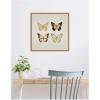 imageKate and Laurel Vintage Style Butterflies in Neutral Tones Framed Canvas Wall Art by The Creative Bunch Studio 22 x 22 Sylvie Natural Traditional Animals Nature Art for Wall Decor Living Room