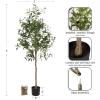 imageKate and Laurel Oliveira Modern Faux Olive Tree 7 FT Potted Artificial Olive Plant Tree Indoor with Realistic Foliage and Additional Decorative Moss Fake Plant for Living Room Decor4ft 11in