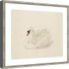 image:imageKate and Laurel Framed Wall Art Print Knobbelzwaan 1792 Aert Schouman by Nostalgia Prints 25 x 21 Belvedere Silver Frame Traditional Animal Art for Wall Decor