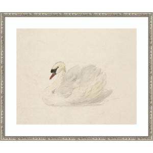 image:imageKate and Laurel Framed Wall Art Print Knobbelzwaan 1792 Aert Schouman by Nostalgia Prints 25 x 21 Belvedere Silver Frame Traditional Animal Art for Wall Decor