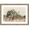 image:imageKate and Laurel Framed Wall Art Print Joshua Tree No 1 by Alicia Bock 26 x 19 Woodgrain Stripe Chocolate Frame Rustic Farmhouse Landscape Art for Wall DecorWoodgrain Stripe Mocha