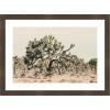image:imageKate and Laurel Framed Wall Art Print Joshua Tree No 1 by Alicia Bock 26 x 19 Woodgrain Stripe Chocolate Frame Rustic Farmhouse Landscape Art for Wall DecorWoodgrain Stripe Chocolate