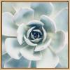 image:imageKate and Laurel Sylvie Succulent 7 Color Photograph Framed Canvas Wall Art by F2 Images 18x24 NaturalNatural