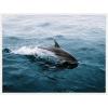 image:imageKate and Laurel Dolphin Skipping along in the Ocean Framed Canvas Wall Art by Michael Schauer 30 x 23 Sylvie White Coastal Animals Beach Landscapes Art for Wall Decor Living Room Bedroom