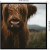 image:imageKate and Laurel Framed Wall Art Print Close Up of Scottish Highland Cattle Baby SQ by Michael Schauer 33 x 33 Svelte Noir Black Frame Rustic Farmhouse Animal Art for Wall DecorSvelte Noir Black