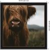 image:imageKate and Laurel Framed Wall Art Print Close Up of Scottish Highland Cattle Baby SQ by Michael Schauer 33 x 33 Svelte Noir Black Frame Rustic Farmhouse Animal Art for Wall DecorManhattan Black