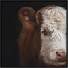image:imageKate and Laurel Framed Wall Art Print Cow Close by Emiko and Mark Franzen F2 Images 33 x 21 Svelte Noir Black Frame Rustic Farmhouse Animal Art for Wall DecorSvelte Noir Black