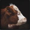 image:imageKate and Laurel Framed Wall Art Print Cow Profile by Emiko and Mark Franzen F2 Images 33 x 21 Svelte Noir Black Frame Rustic Farmhouse Animal Art for Wall DecorSvelte Noir Black