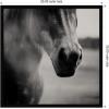 image:imageKate and Laurel Framed Wall Art Print Horse Like Velvet by Laura Evans 25 x 25 Svelte Noir Black Frame Modern Contemporary Animal Art for Wall Decor25L x 25W