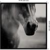 image:imageKate and Laurel Framed Wall Art Print Horse Like Velvet by Laura Evans 25 x 25 Svelte Noir Black Frame Modern Contemporary Animal Art for Wall Decor33L x 33W