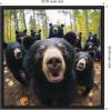 image:imageKate and Laurel Sylvie Funny Animal Black Bear Selfie Framed Canvas Wall Art by The Creative Bunch Studio 22x22 Black Funny Cute Animal Art for WallBlack