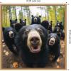 image:imageKate and Laurel Sylvie Funny Animal Black Bear Selfie Framed Canvas Wall Art by The Creative Bunch Studio 22x22 Black Funny Cute Animal Art for WallNatural