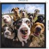 image:imageKate and Laurel Sylvie Funny Animal Dog Selfie Framed Canvas Wall Art by The Creative Bunch Studio 22x22 Black Funny Cute Animal Art for WallBlack
