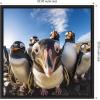 image:imageKate and Laurel Sylvie Funny Animal Penguin Selfie Framed Canvas Wall Art by The Creative Bunch Studio 22x22 Black Funny Cute Animal Art for Wall