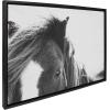 image:imageKate and Laurel Sylvie Noble Framed Canvas Wall Art by Alicia Abla 23x33 Black Modern Horse Art  Black and White PhotographyBlack