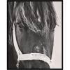 image:imageKate and Laurel Framed Wall Art Print Black Horse by Emiko and Mark Franzen F2 Images 33 x 41 Svelte Noir Black Frame Rustic Farmhouse Animal Art for Wall DecorSvelte Noir Black