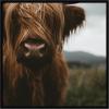 image:imageKate and Laurel Framed Wall Art Print Close Up of Scottish Highland Cattle Baby SQ by Michael Schauer 33 x 33 Svelte Noir Black Frame Rustic Farmhouse Animal Art for Wall DecorSvelte Noir Black