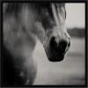 image:imageKate and Laurel Framed Wall Art Print Horse Like Velvet by Laura Evans 25 x 25 Svelte Noir Black Frame Modern Contemporary Animal Art for Wall Decor25L x 25W