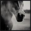 image:imageKate and Laurel Framed Wall Art Print Horse Like Velvet by Laura Evans 25 x 25 Svelte Noir Black Frame Modern Contemporary Animal Art for Wall Decor33L x 33W