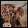 image:imageKate and Laurel Framed Wall Art Print Nosy Highland by Laura Evans 33 x 33 Svelte Noir Black Frame Rustic Farmhouse Animal Art for Wall DecorSvelte Noir Black