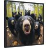 image:imageKate and Laurel Sylvie Funny Animal Black Bear Selfie Framed Canvas Wall Art by The Creative Bunch Studio 22x22 Black Funny Cute Animal Art for WallBlack
