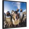 image:imageKate and Laurel Sylvie Funny Animal Penguin Selfie Framed Canvas Wall Art by The Creative Bunch Studio 22x22 Black Funny Cute Animal Art for Wall