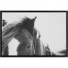 image:imageKate and Laurel Sylvie Noble Framed Canvas Wall Art by Alicia Abla 23x33 Black Modern Horse Art  Black and White PhotographyBlack