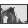 image:imageKate and Laurel Sylvie Noble Framed Canvas Wall Art by Alicia Abla 23x33 Black Modern Horse Art  Black and White PhotographyBrown