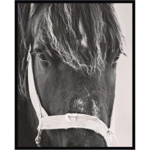 image:imageKate and Laurel Framed Wall Art Print Black Horse by Emiko and Mark Franzen F2 Images 33 x 41 Svelte Noir Black Frame Rustic Farmhouse Animal Art for Wall DecorSvelte Noir Black