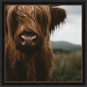 image:imageKate and Laurel Framed Wall Art Print Close Up of Scottish Highland Cattle Baby SQ by Michael Schauer 33 x 33 Svelte Noir Black Frame Rustic Farmhouse Animal Art for Wall DecorManhattan Black
