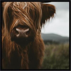 image:imageKate and Laurel Framed Wall Art Print Close Up of Scottish Highland Cattle Baby SQ by Michael Schauer 33 x 33 Svelte Noir Black Frame Rustic Farmhouse Animal Art for Wall DecorSvelte Noir Black
